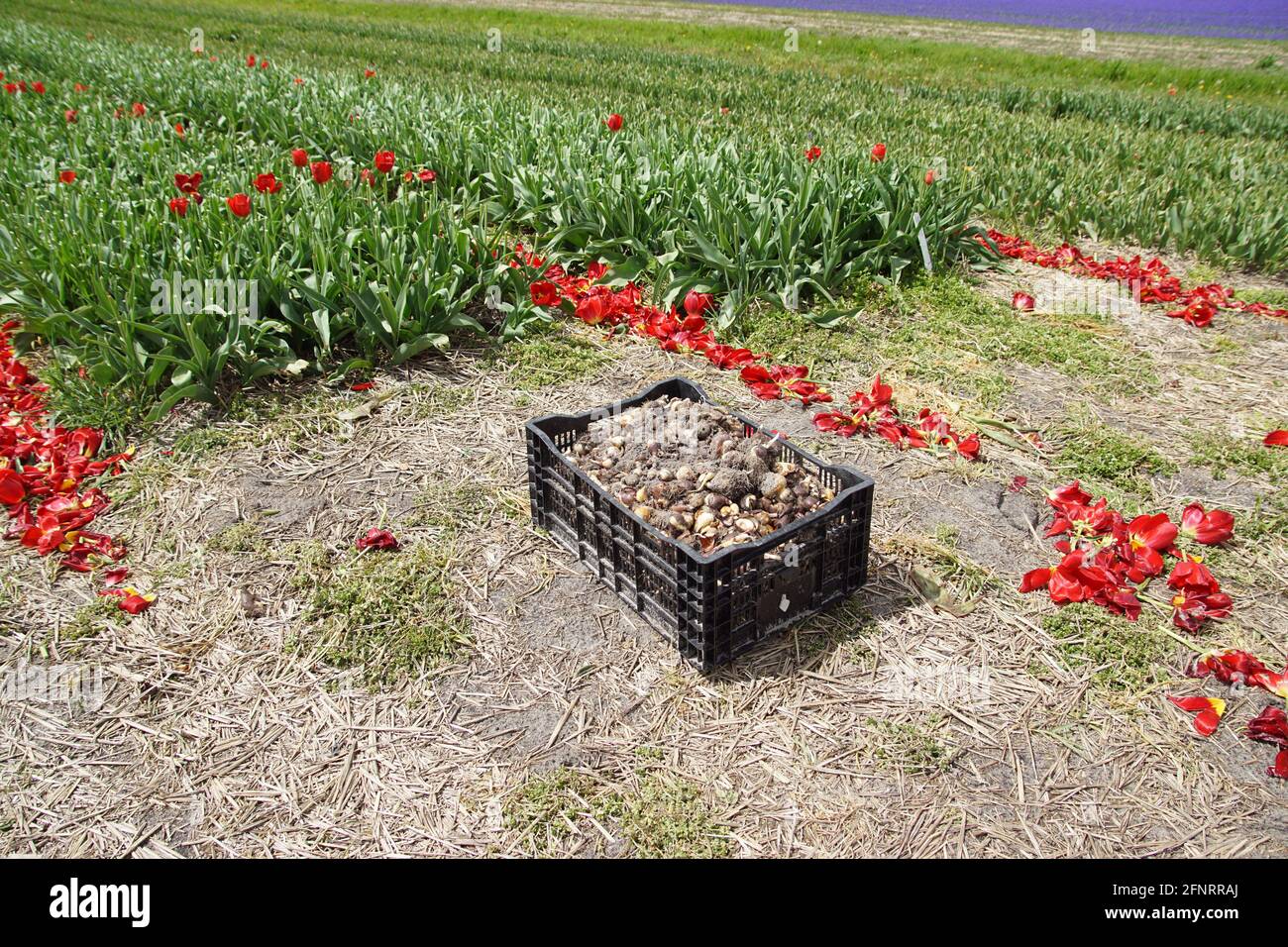 Cassa con bulbi di tulipano di fronte ad un campo con tulipani in testa (testa) per far crescere i bulbi di fiori. Petali di tulipano a terra. Vicino villaggio di Bergen Foto Stock
