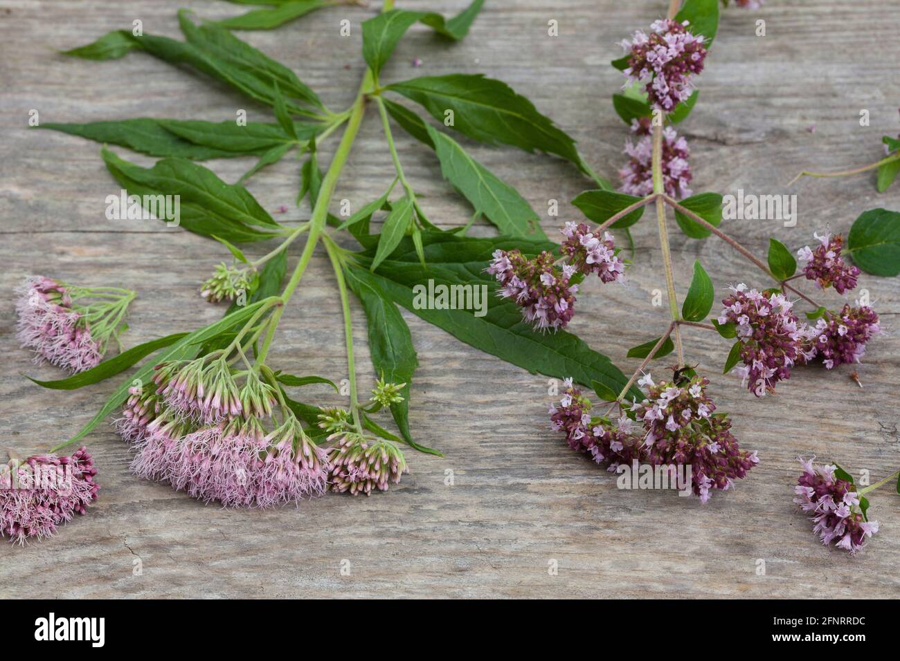 Erbringung und Verkauf von Dienstleistungen (Rechts), Echter Dost, Gemeiner Dost, Wilder Dost, Dost, Origanum vulgare, Oregano, oreganum, Marjoram selvatico, L' Foto Stock