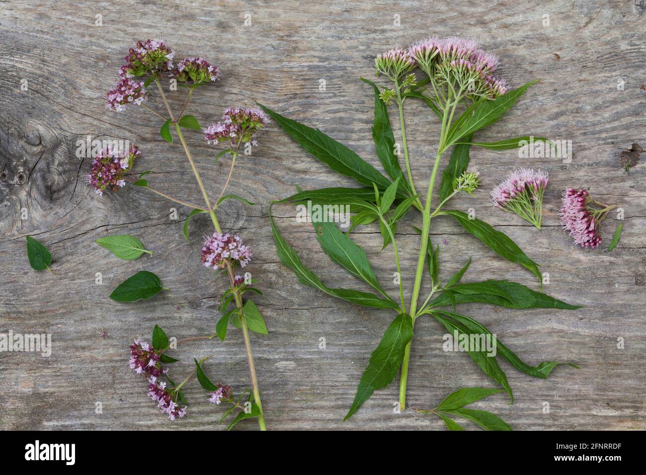 Erbringung und Verkauf von Dienstleistungen, Echter Dost, Gemeiner Dost, Wilder Dost, Dost, Origanum vulgare, Oregano, oreganum, Marjoram selvatico, l'o Foto Stock