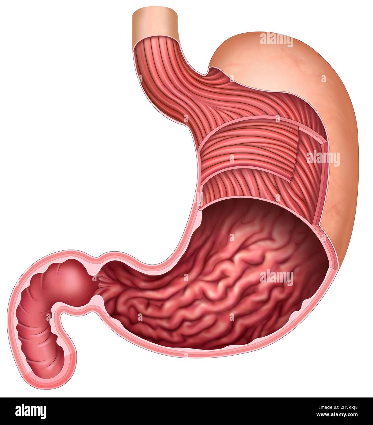 Fisiologia e anatomia dello stomaco umano. Lo stomaco è la parte del sistema digestivo, si occupa di disgregare e macinare il cibo. Foto Stock