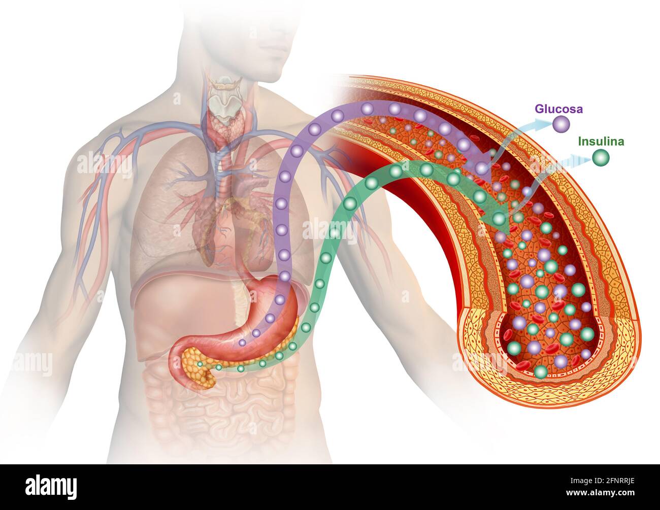 Illustrazione glucosio e insulina. L'insulina è un ormone che permette alla glicemia, o glucosio, di passare nelle cellule come principale fonte di energia del corpo. Foto Stock