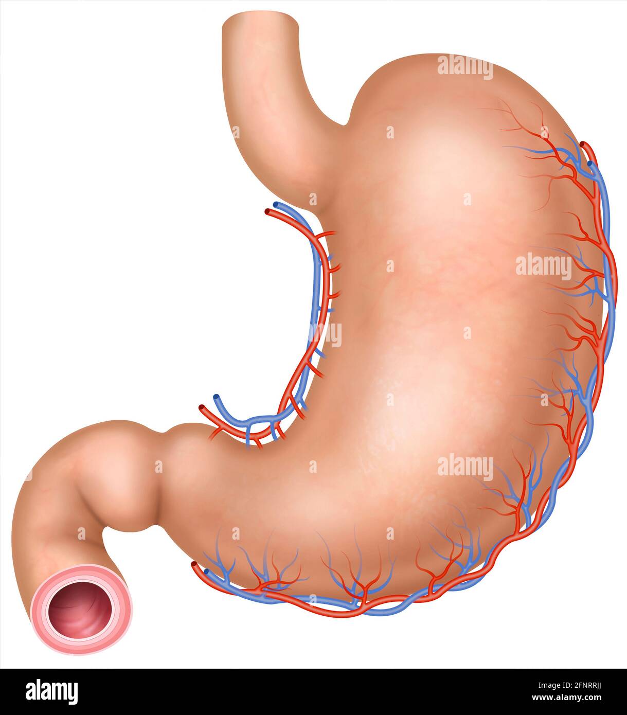 illustrazione e anatomia dello stomaco umano. Lo stomaco è la parte del sistema digestivo, si occupa di disgregare e macinare il cibo. Foto Stock