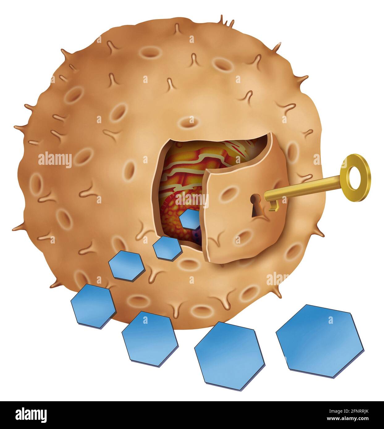 Il recettore dell'insulina è attivato dall'insulina ormonale. Questo permette al glucosio di entrare nelle cellule del corpo per fornirci energia. Foto Stock