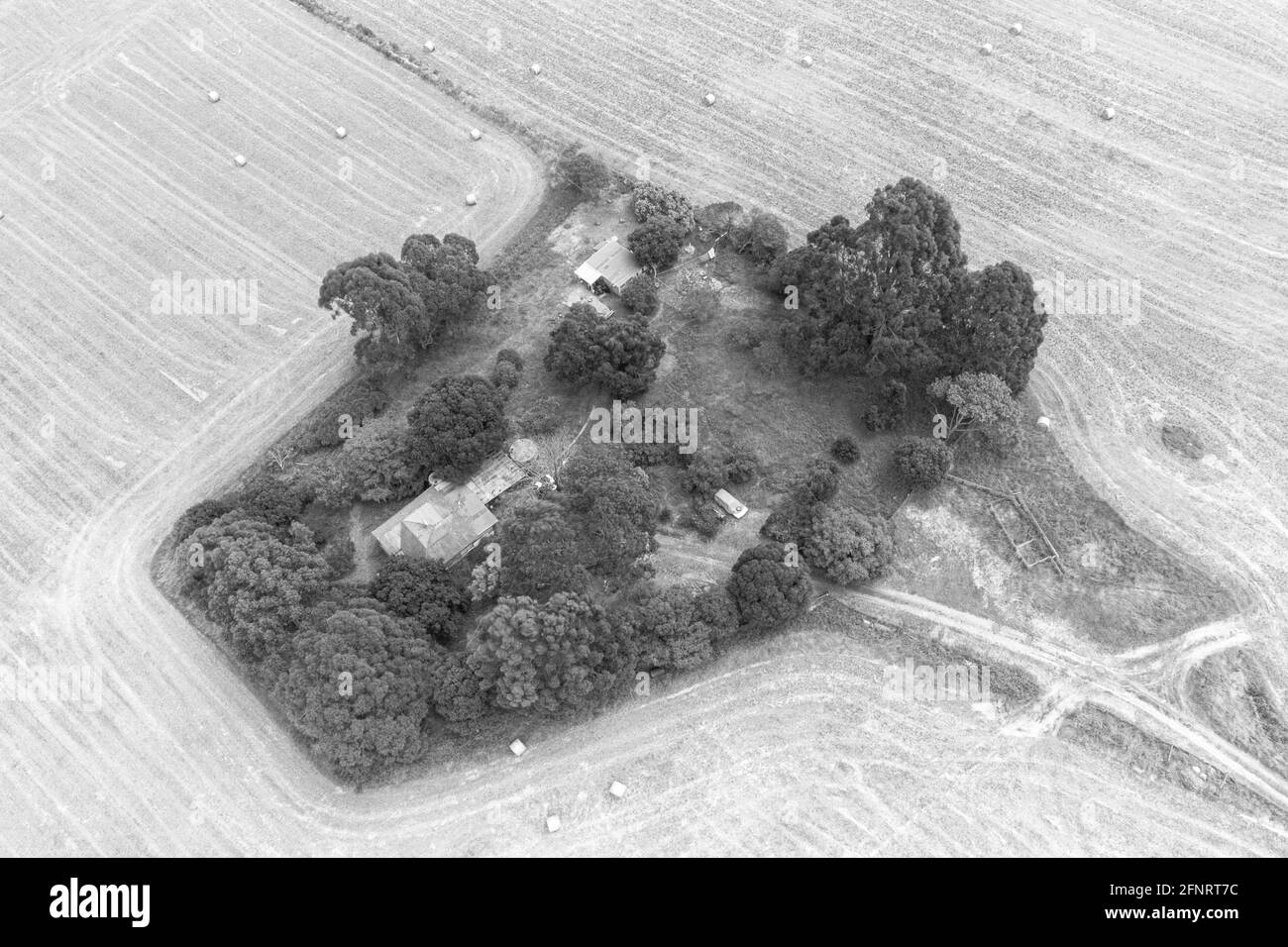 Isola di albero sul campo Foto Stock