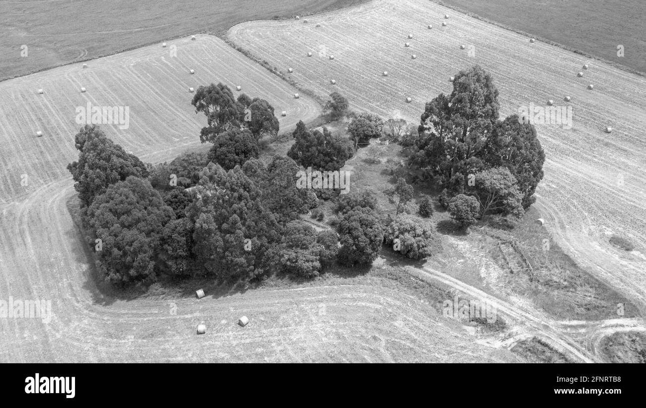 Isola di albero sul campo Foto Stock
