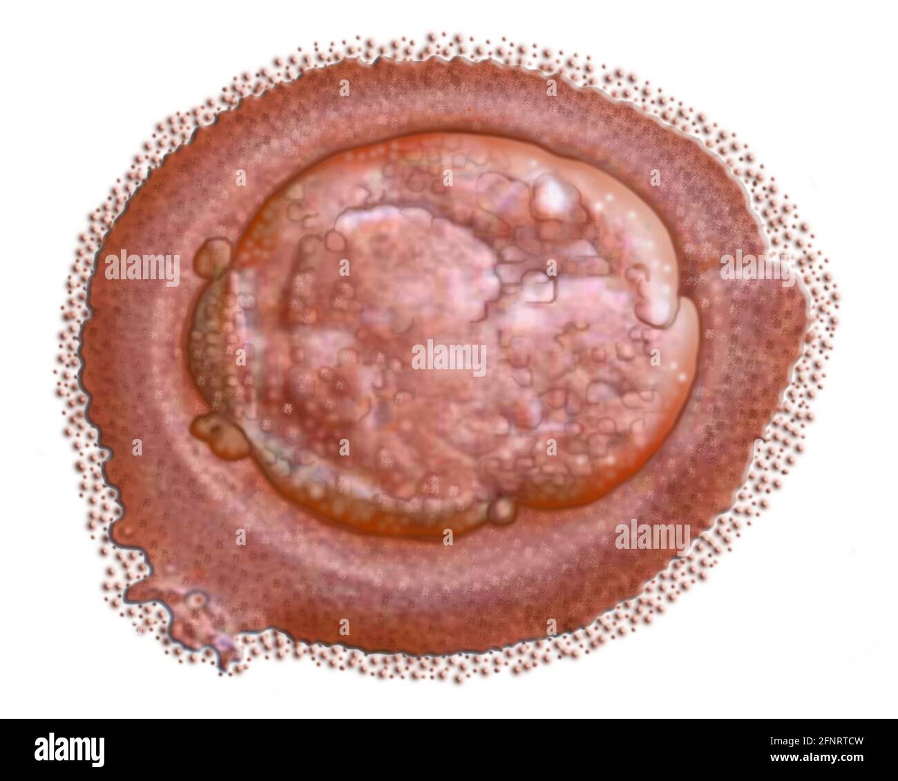 Illustrazione biologica di una cellula staminali, possono svilupparsi in molti tipi di cellule nel corpo. Servono come sistema di riparazione per la carrozzeria. Foto Stock