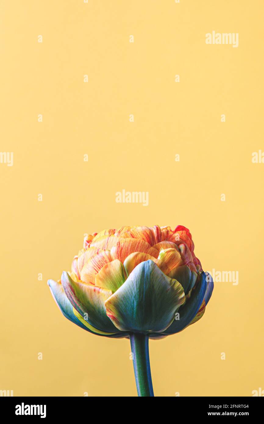 tulipano fiore su sfondo beige. Disposizione piatta, vista dall'alto, stile festivo floreale. Spazio per il tuo testo, messa a fuoco selettiva. Foto Stock
