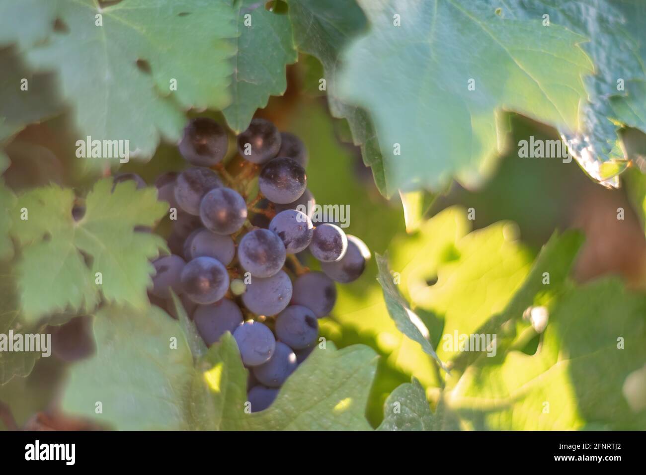 Uva blu matura che cresce in vigna al tramonto, fuoco selettivo. Vigneti uva al tramonto nella vendemmia autunnale. Concetto di vinificazione. Bellissima Foto Stock