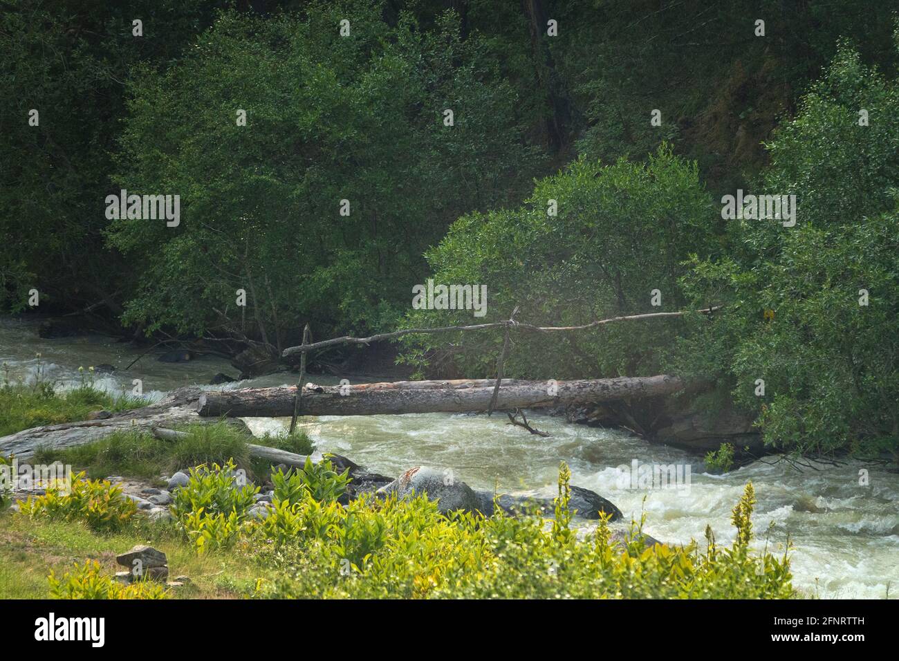 Ponte di trespolo di tronchi (senza supporto, costruzione di lunghi tronchi spessi) attraverso il fiume rapido di montagna (dalles) Foto Stock
