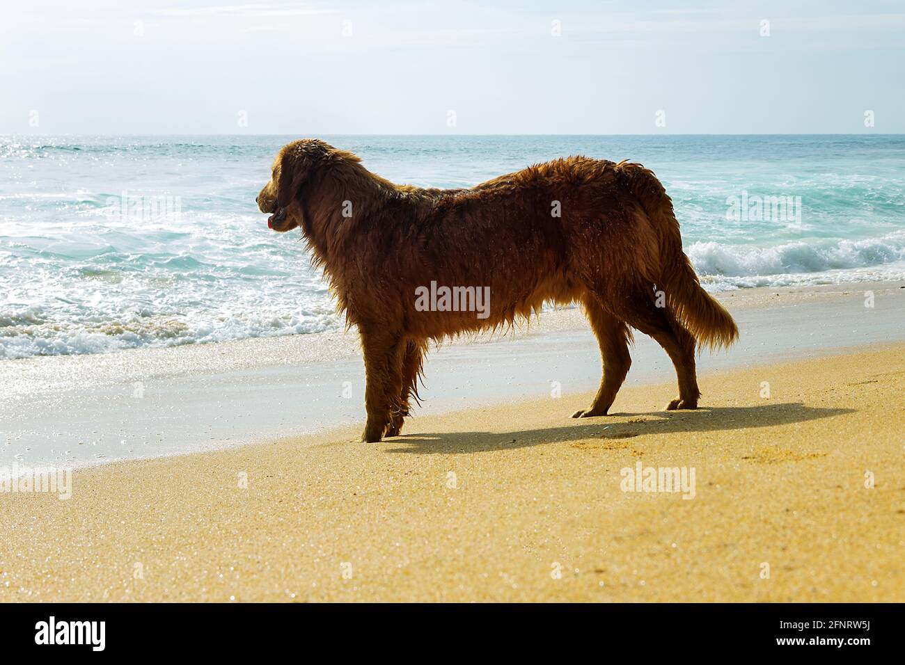Un cane randagio non evita le acque salate dell'oceano indiano. Sri Lanka tipi di cani Foto Stock
