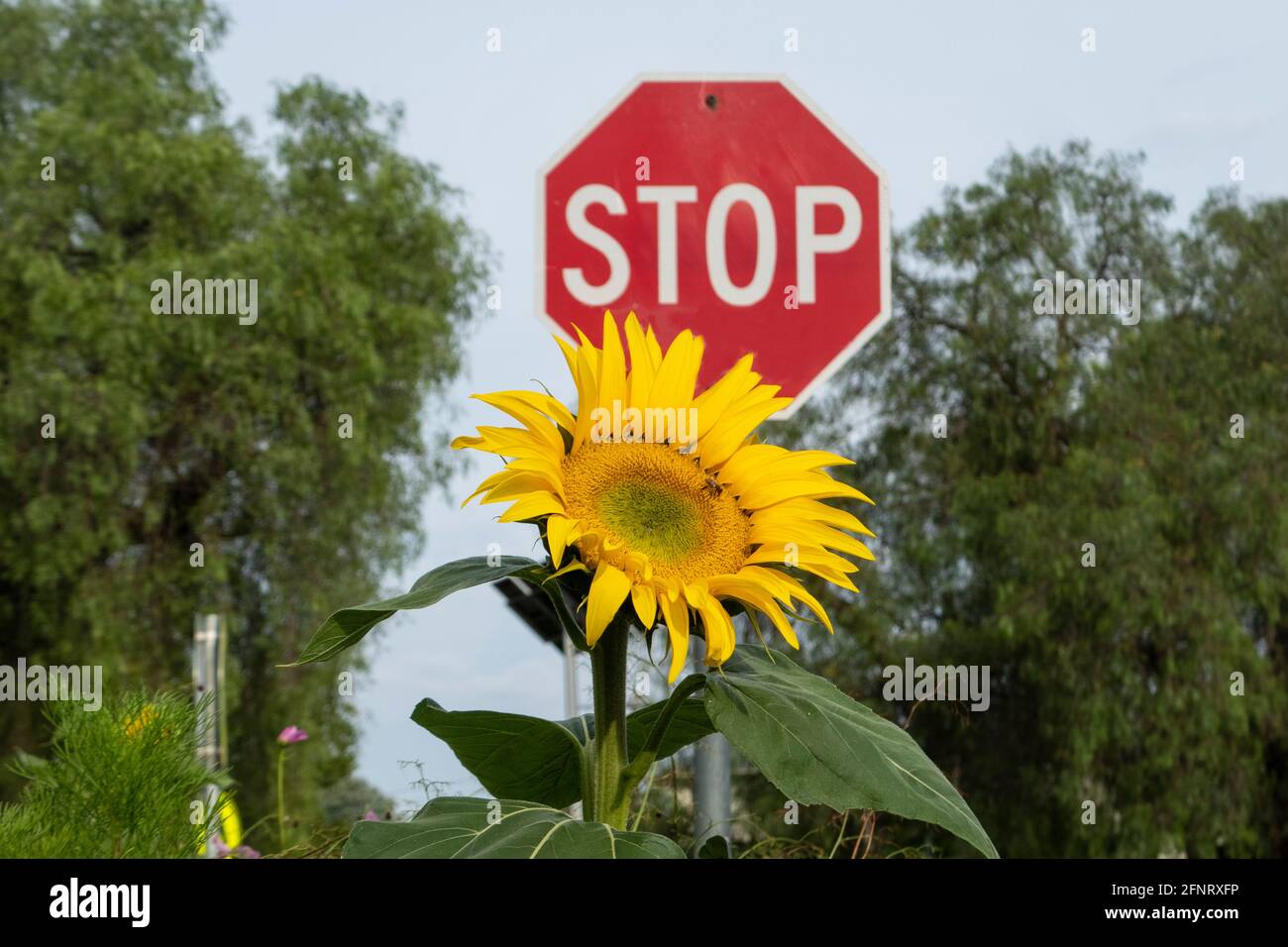 Un girasole e un cartello di stop su una strada suburbana in Melbourne Australia. Foto Stock
