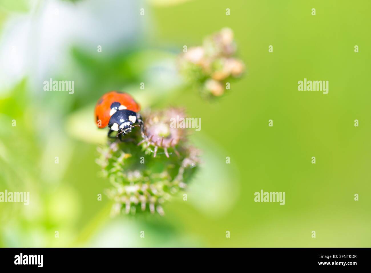 Sette Ladybird macchiato o Ladybug (Coccinella septempunctata) strisciando su piante verdi in prato Foto Stock