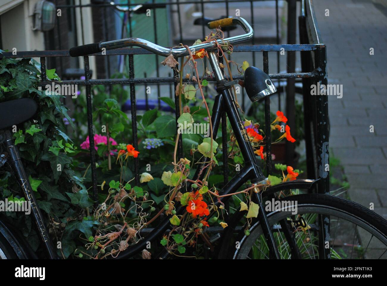 Primo piano di una bicicletta nera parcheggiata coperta di fiori delicati, Amsterdam, Paesi Bassi Foto Stock