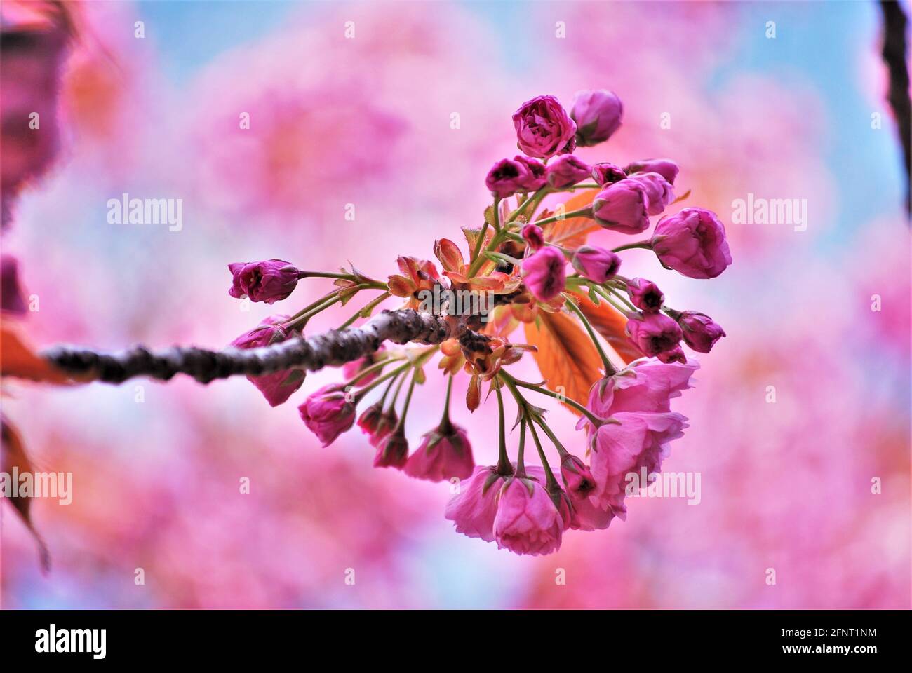 Primo piano di fiori di ciliegio giapponesi rosa con sfondo morbido e rosa - Setagayapark, Vienna, Austria Foto Stock