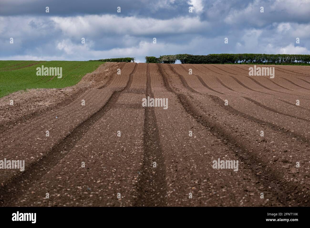Un campo arato pronto per la piantagione in una fattoria nel Warwickshire, Inghilterra. Foto Stock