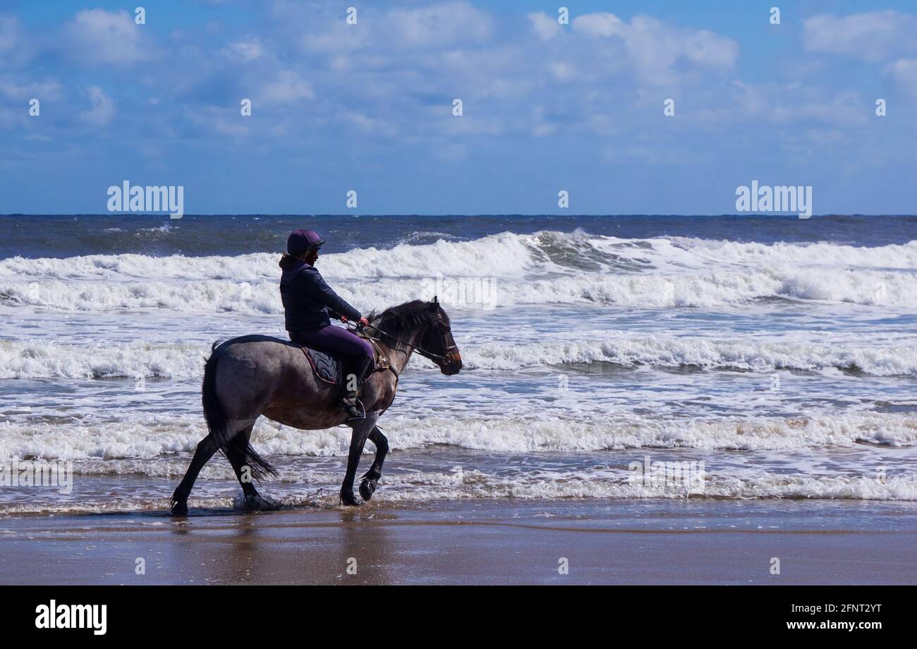 Cavallo e cavaliere godendo un giro lungo la spiaggia sabbiosa con niente ma cielo blu e gli interruttori intorno loro. Presa su Bambburgh Beach, Northumberland. Foto Stock
