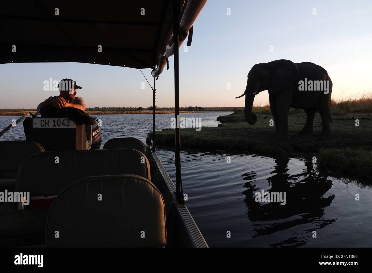 Africa, Botswana, mandria di elefanti lungo il fiume Chobe Foto Stock