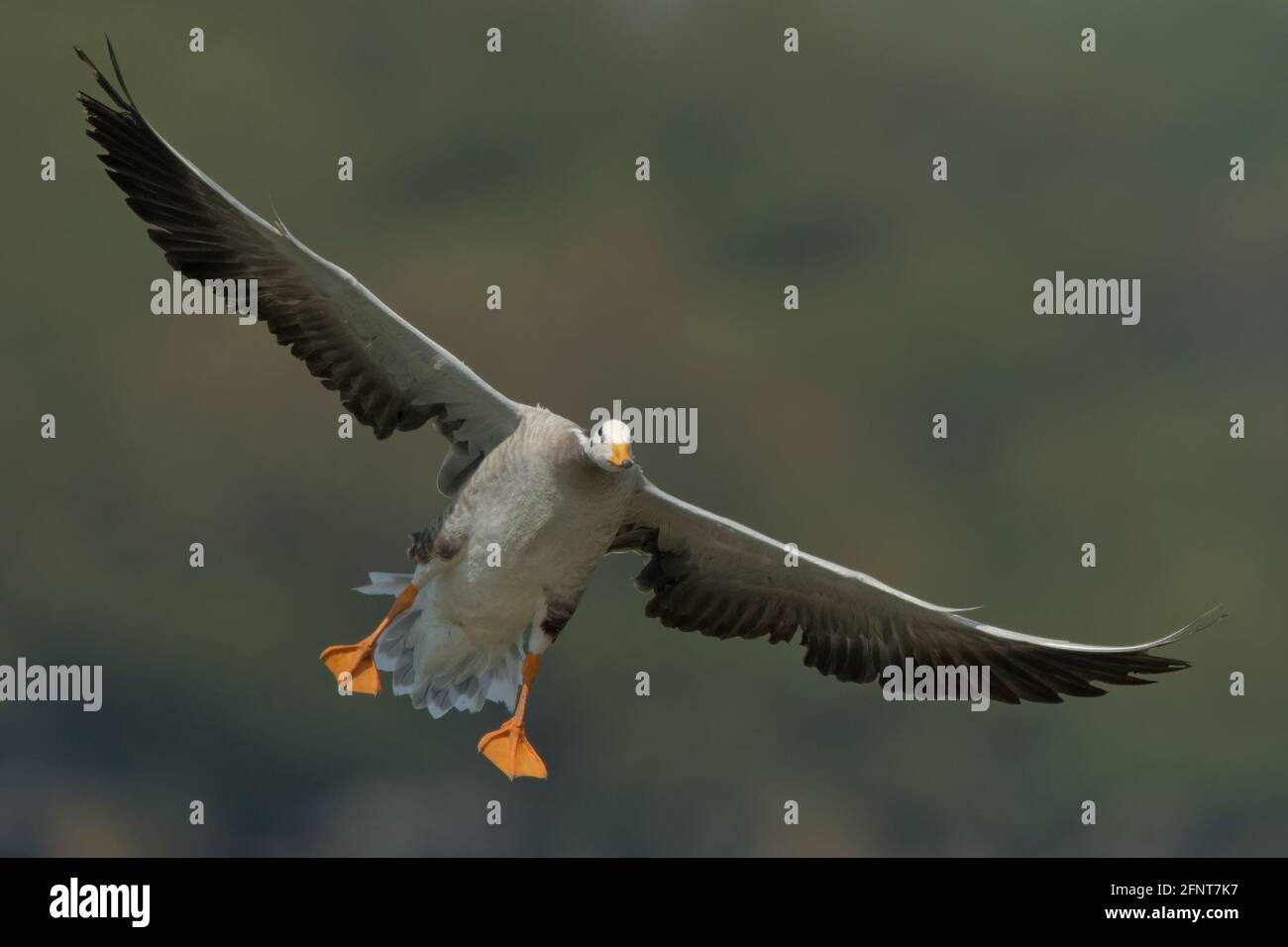 Bar-guidato oche (Anser indicus) in volo a Thol Bird Sanctuary, Gujarat, India Foto Stock