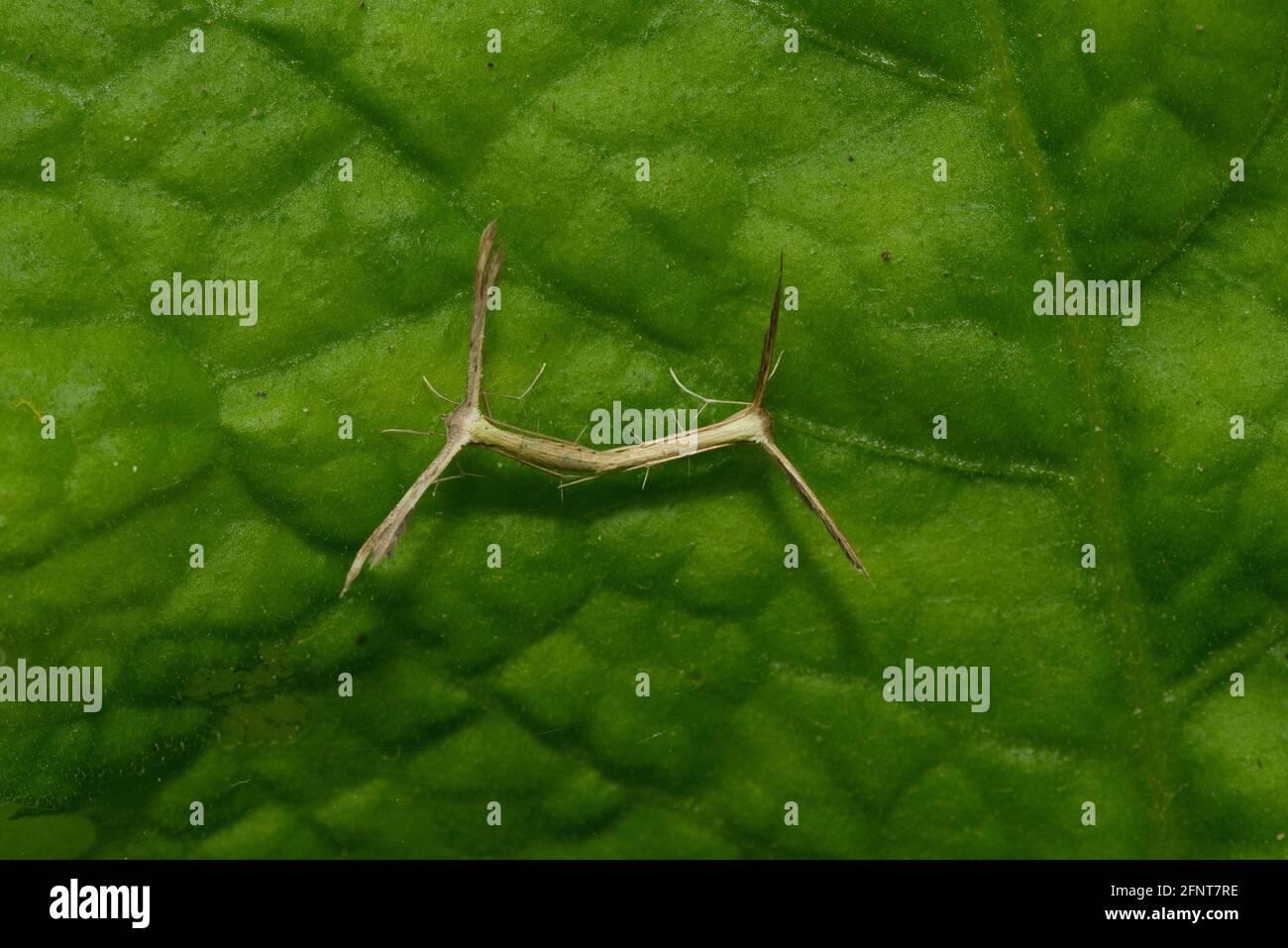 insetti accoppiamento Foto Stock