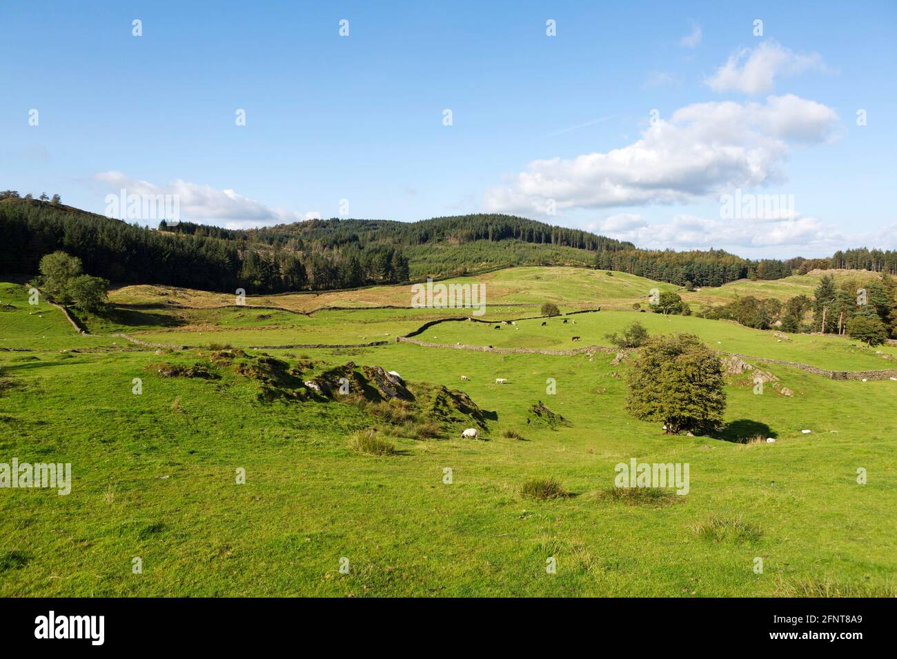Pastoral Farmland nel Lake District National Park in Inghilterra. Pecore e mucche pascolano nei campi. Foto Stock