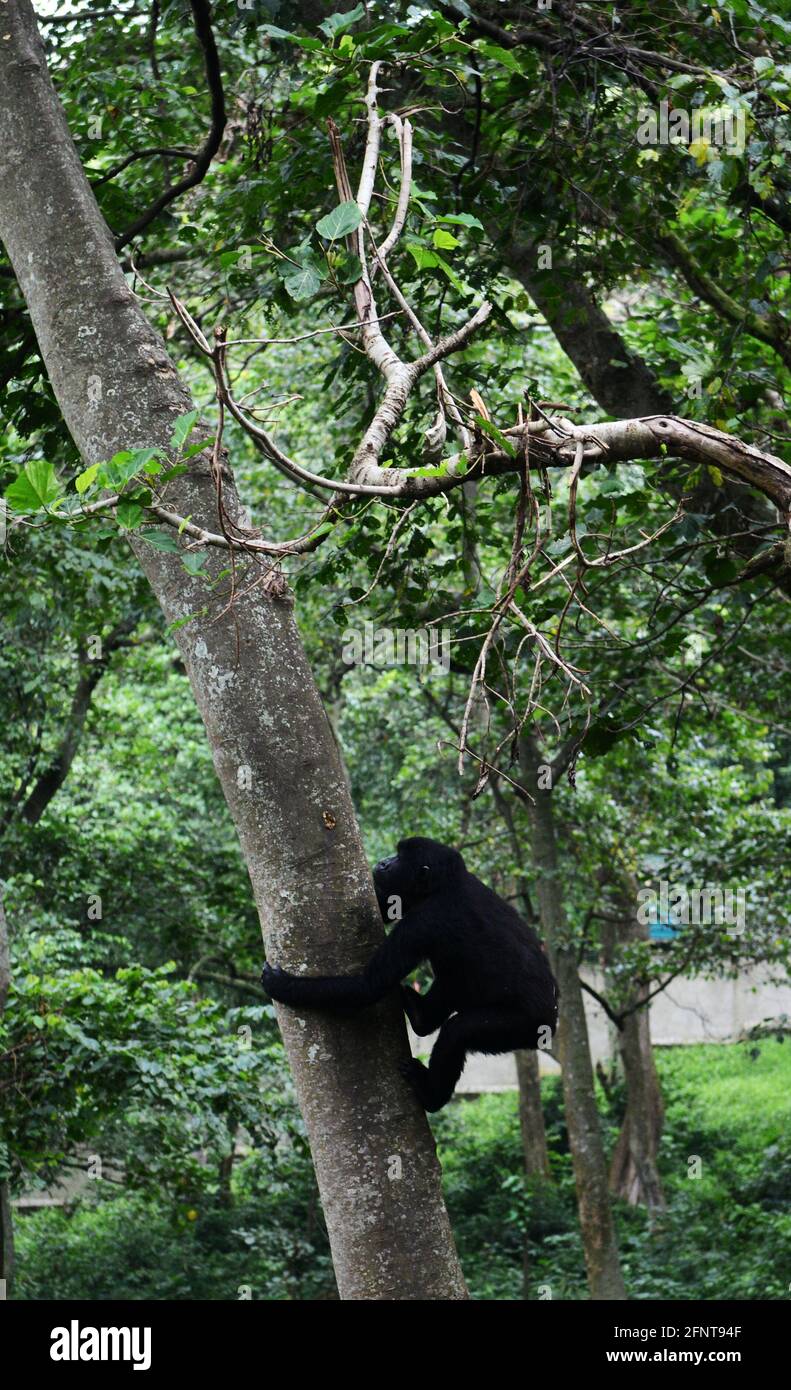 Il Centro Senkwekwe è l’unica struttura al mondo per i gorilla di montagna orfani. Parco Nazionale Virunga, D.R.C. Foto Stock