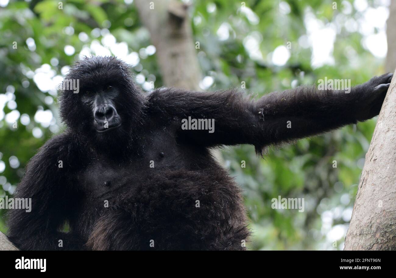 Il Centro Senkwekwe è l’unica struttura al mondo per i gorilla di montagna orfani. Parco Nazionale Virunga, D.R.C. Foto Stock