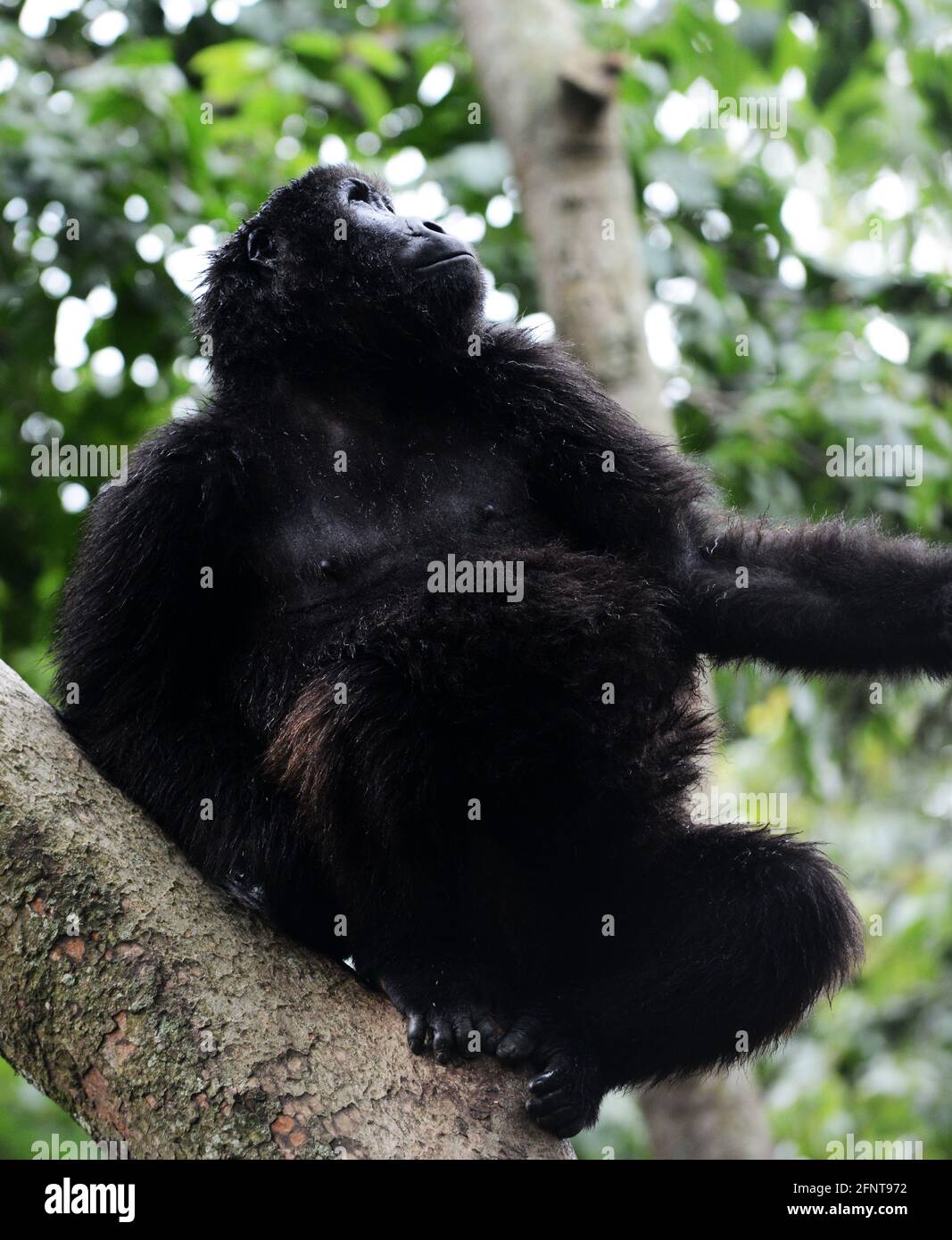 Il Centro Senkwekwe è l’unica struttura al mondo per i gorilla di montagna orfani. Parco Nazionale Virunga, D.R.C. Foto Stock