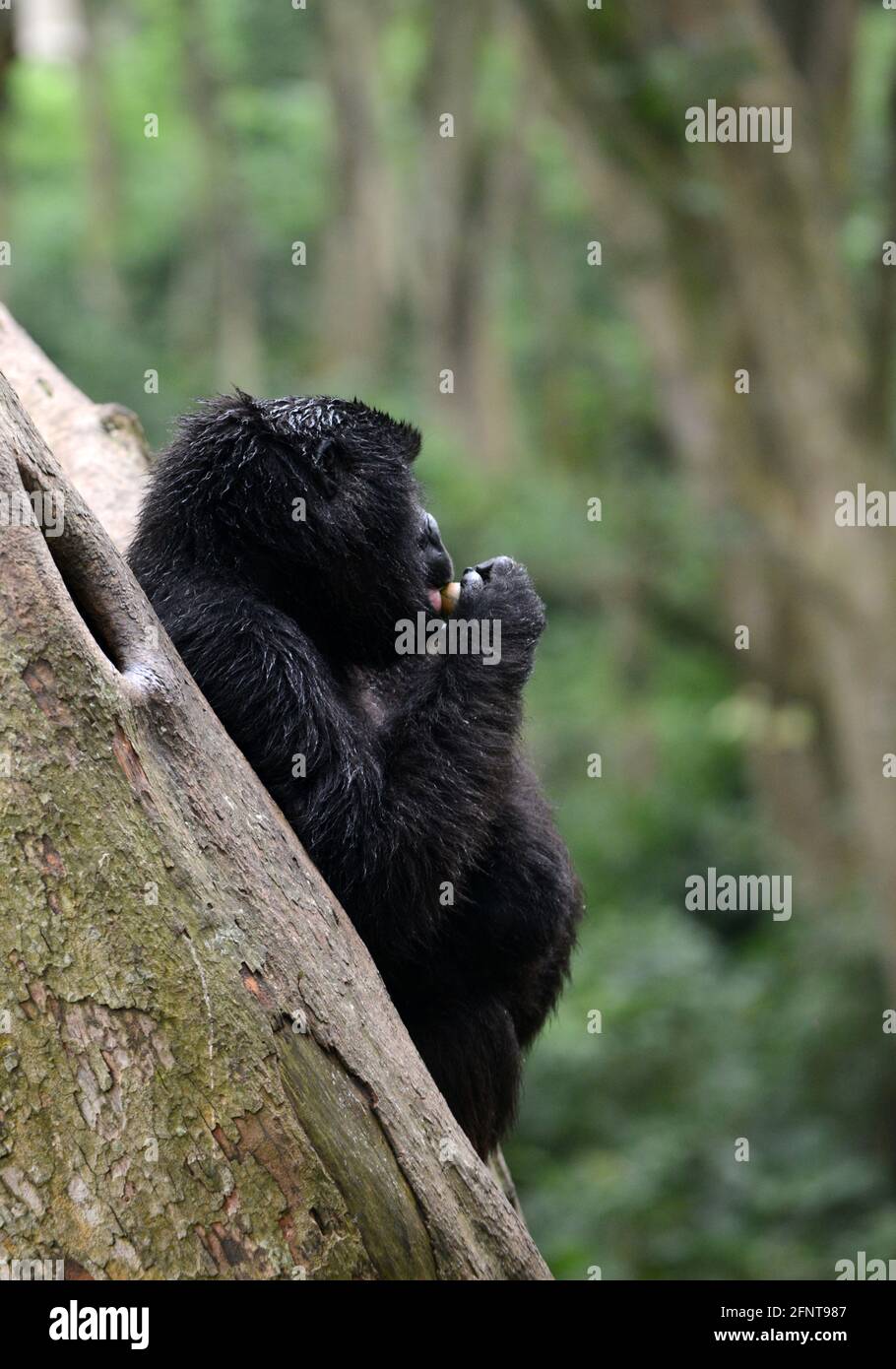 Il Centro Senkwekwe è l’unica struttura al mondo per i gorilla di montagna orfani. Parco Nazionale Virunga, D.R.C. Foto Stock