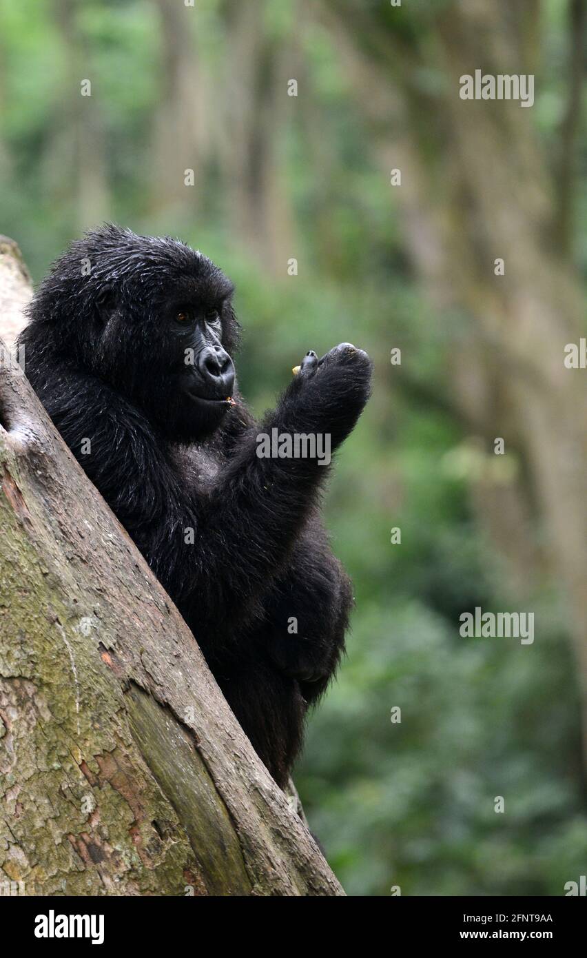 Il Centro Senkwekwe è l’unica struttura al mondo per i gorilla di montagna orfani. Parco Nazionale Virunga, D.R.C. Foto Stock
