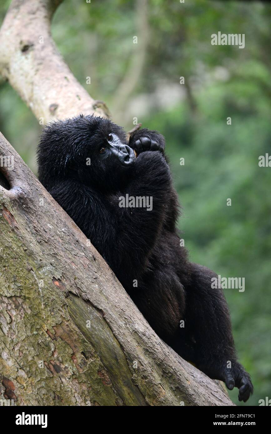 Il Centro Senkwekwe è l’unica struttura al mondo per i gorilla di montagna orfani. Parco Nazionale Virunga, D.R.C. Foto Stock