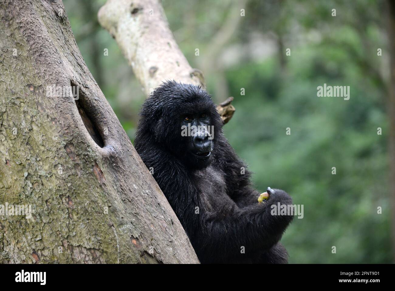 Il Centro Senkwekwe è l’unica struttura al mondo per i gorilla di montagna orfani. Parco Nazionale Virunga, D.R.C. Foto Stock