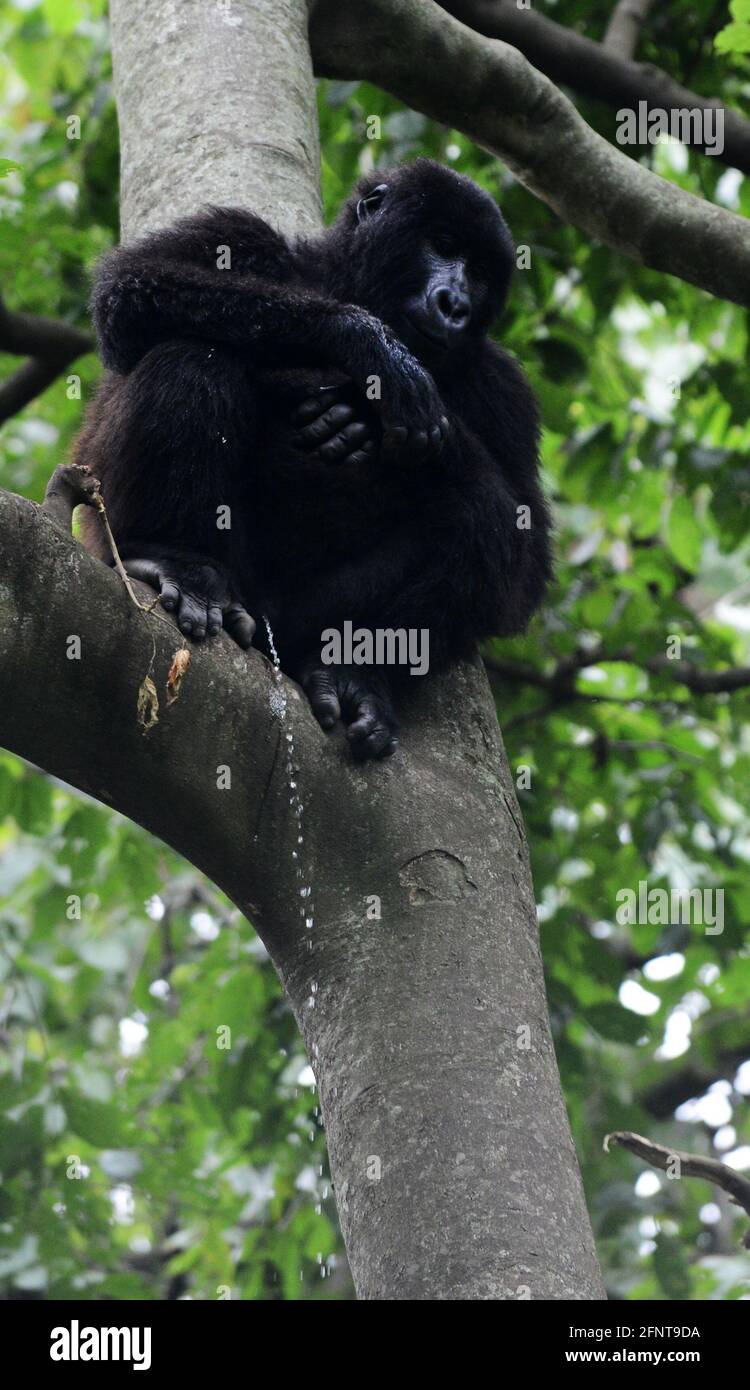 Il Centro Senkwekwe è l’unica struttura al mondo per i gorilla di montagna orfani. Parco Nazionale Virunga, D.R.C. Foto Stock