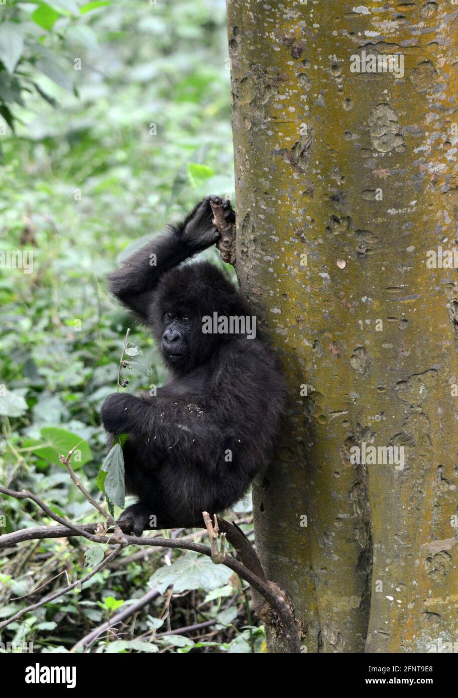 Il Centro Senkwekwe è l’unica struttura al mondo per i gorilla di montagna orfani. Parco Nazionale Virunga, D.R.C. Foto Stock