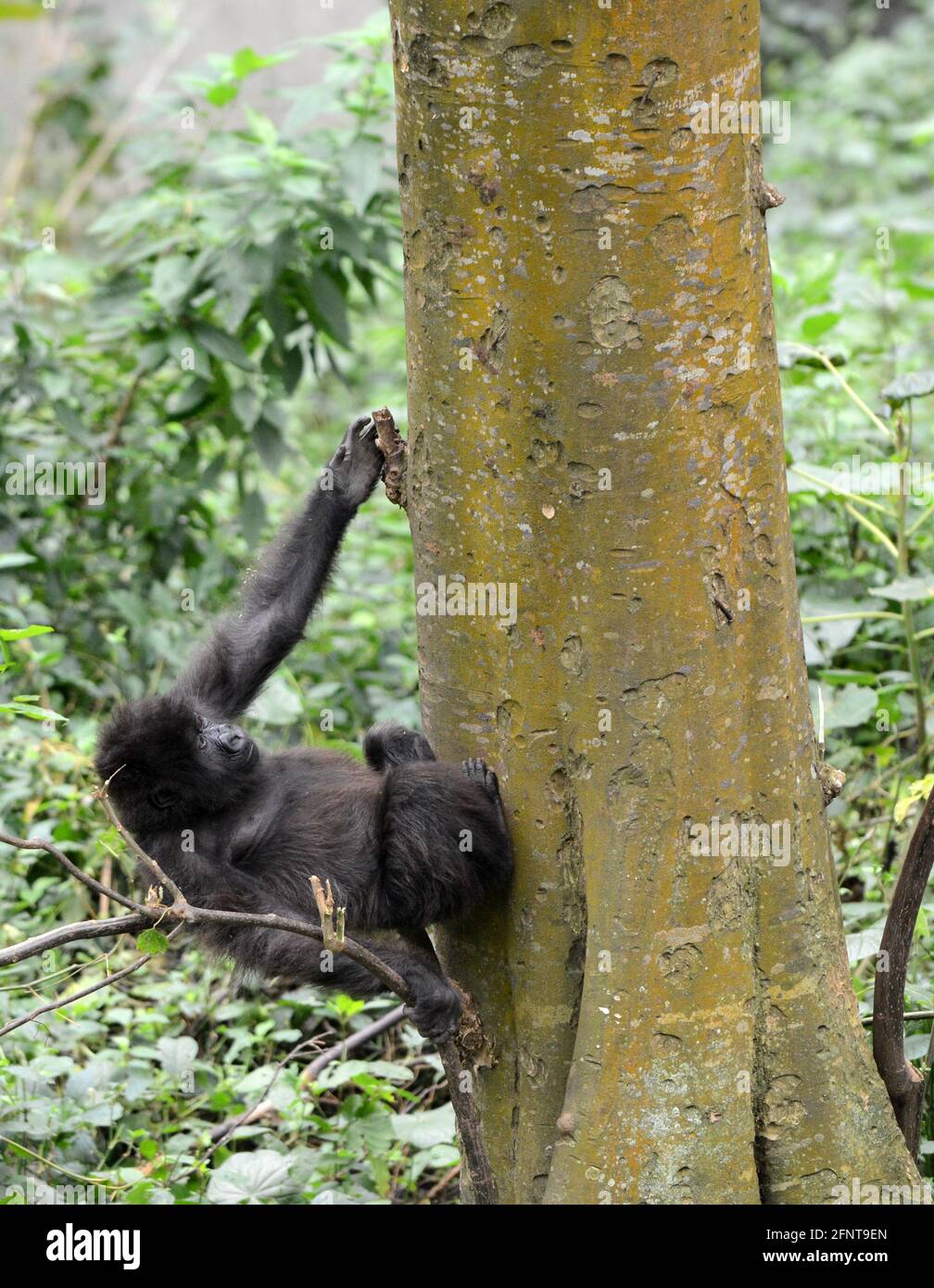 Il Centro Senkwekwe è l’unica struttura al mondo per i gorilla di montagna orfani. Parco Nazionale Virunga, D.R.C. Foto Stock