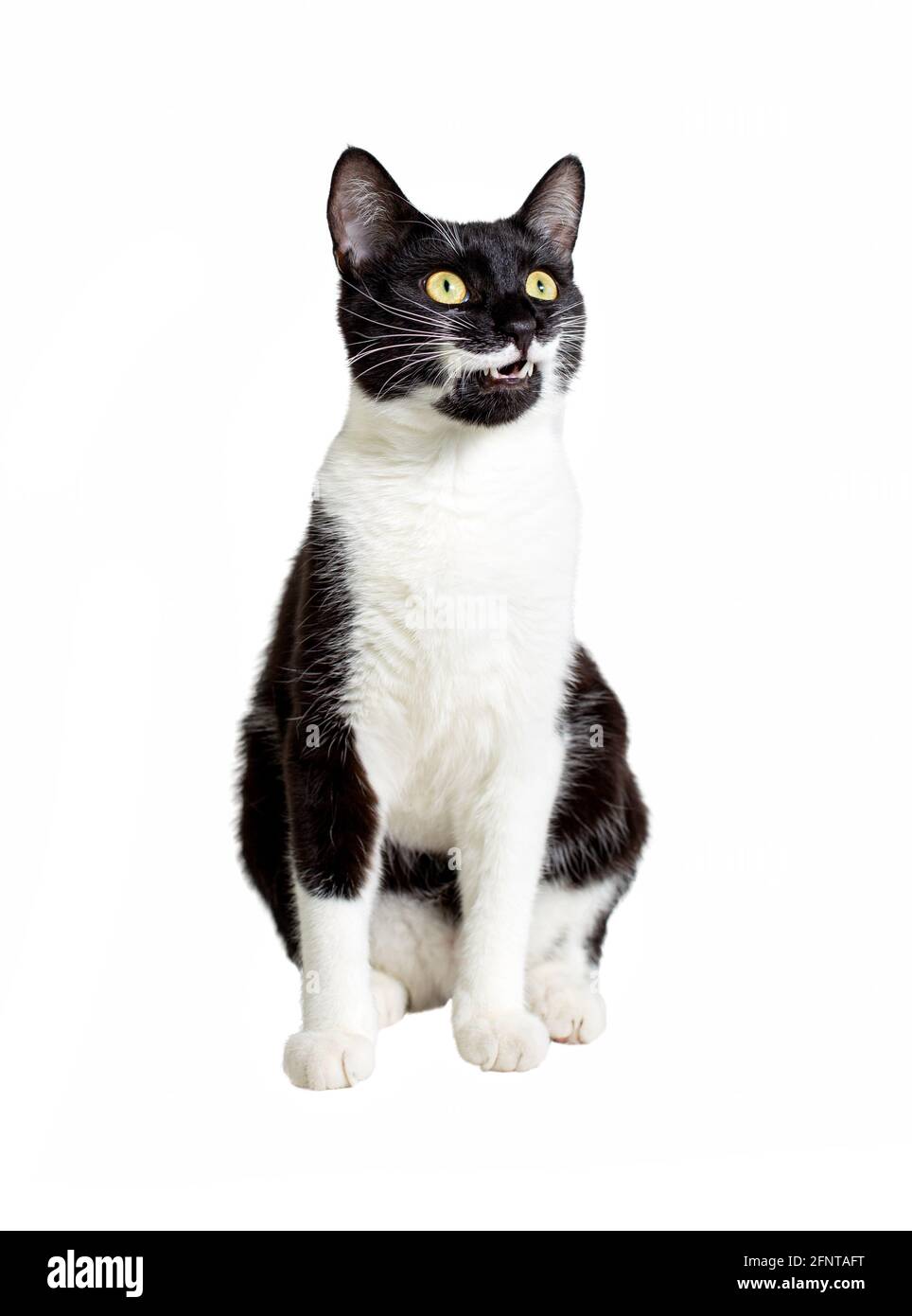 Ritratto a lunghezza intera di gatto seduto bianco e nero isolato su sfondo bianco. Foto Stock