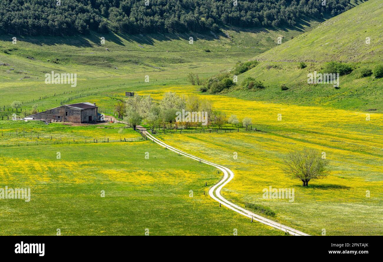Vista dall'alto di un fondovalle con prati verdi e gialli, una strada di campagna, una fattoria e un albero solitario. Abruzzo, Italia, Europa Foto Stock