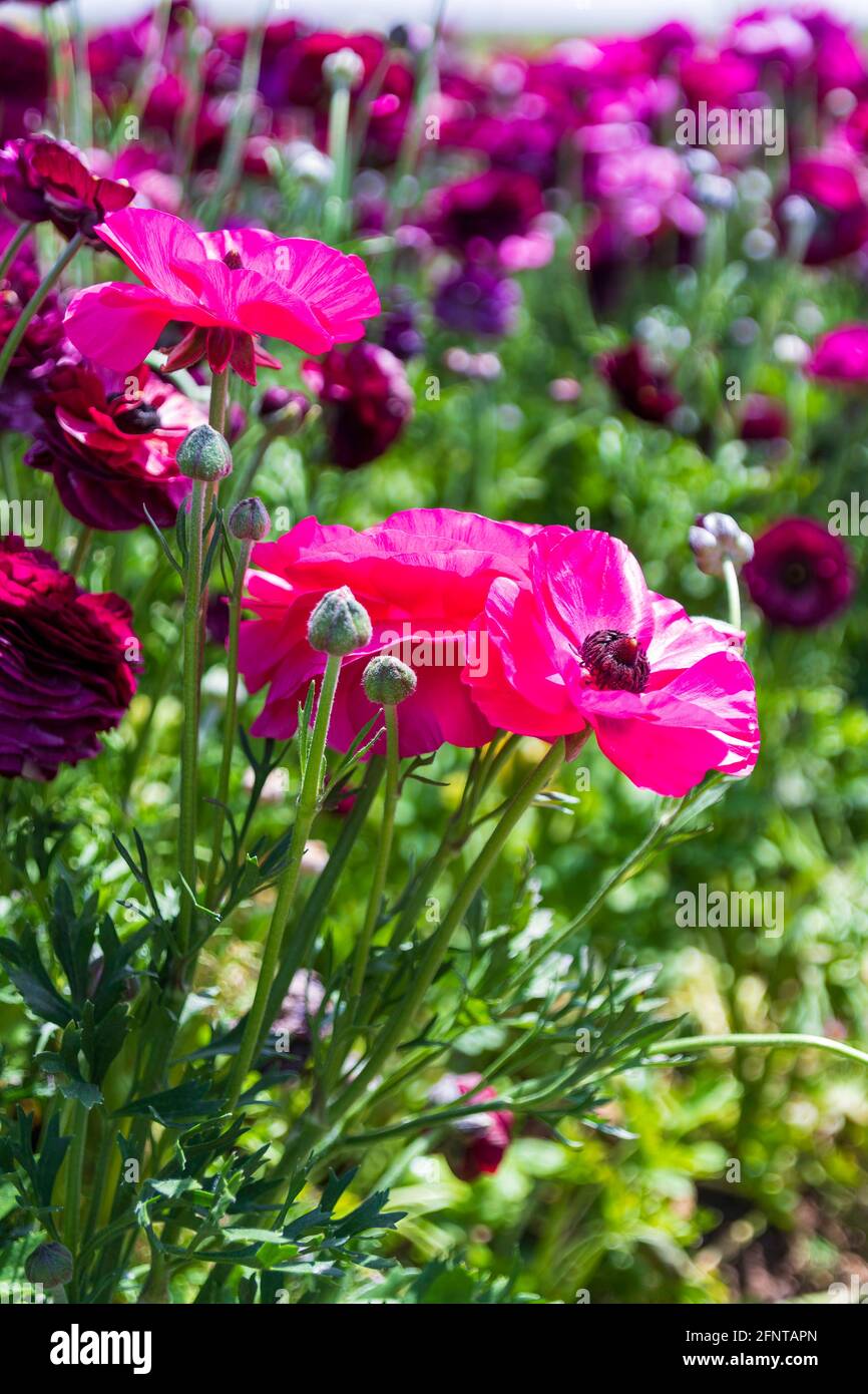 Testa di fiori rosa Ranunculus asiaticus buttercups persiano primo piano Foto Stock