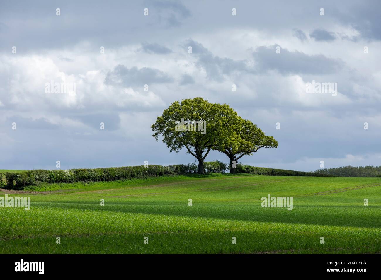 Due querce che crescono da un hedgerow su terreni agricoli vicino Alcester nel Warwickshire, Regno Unito Foto Stock