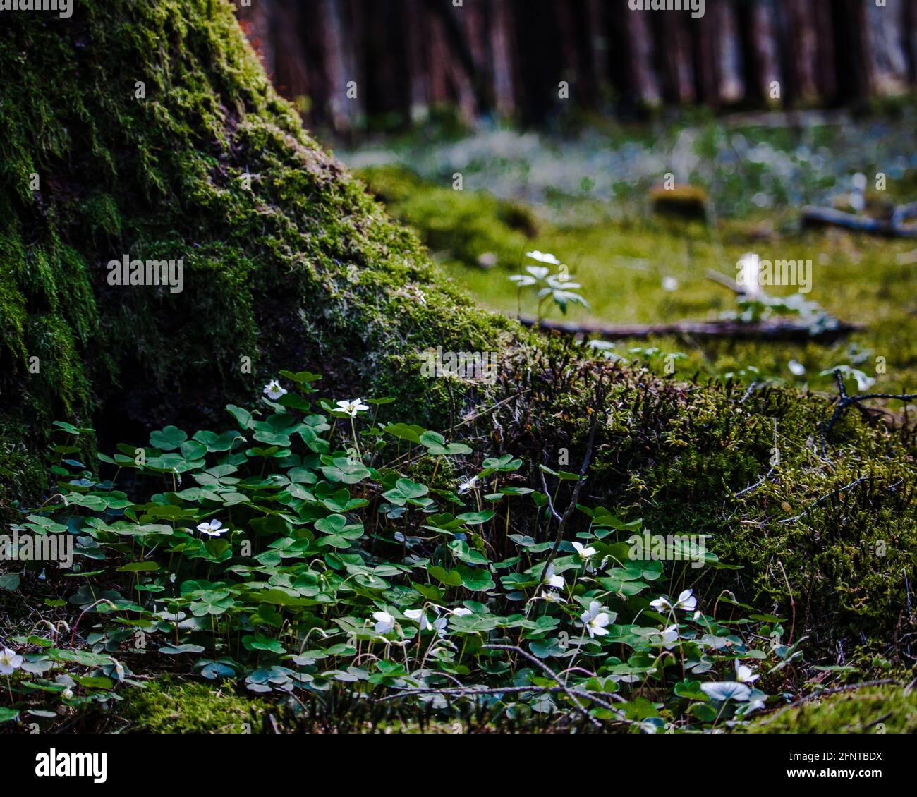 Foresta Foto Stock