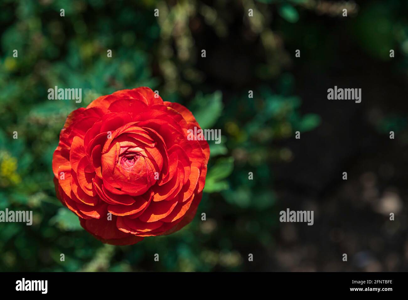 Testa di fiore rosso Ranunculus asiaticus buttercups persiano primo piano su sfondo verde sfocato. Messa a fuoco selettiva Foto Stock