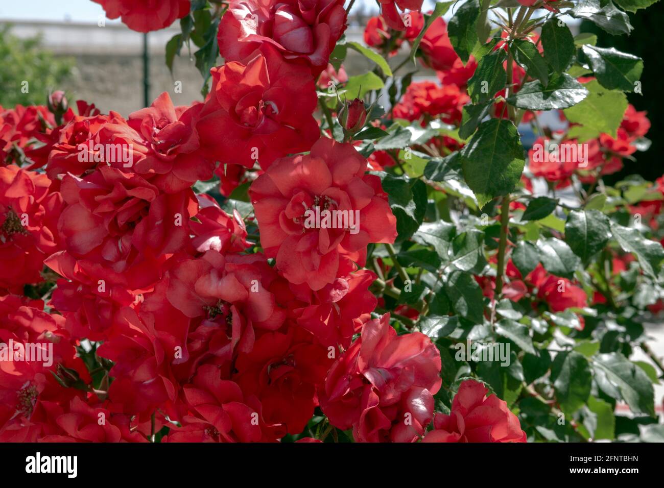 Rosa gallica, la rosa gallica, la rosa francese, o rosa di provins, è una specie di pianta fiorente della famiglia delle rose, originaria dell'eur meridionale e centrale Foto Stock