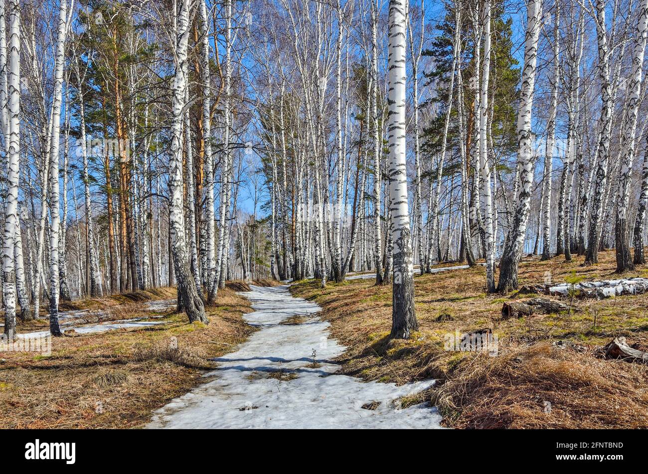Inizio della primavera paesaggio nel bianco trasparente bosco di betulle, con patch di fusione della neve, giallo erba secca e luminoso cielo blu con nuvole bianche - su Foto Stock