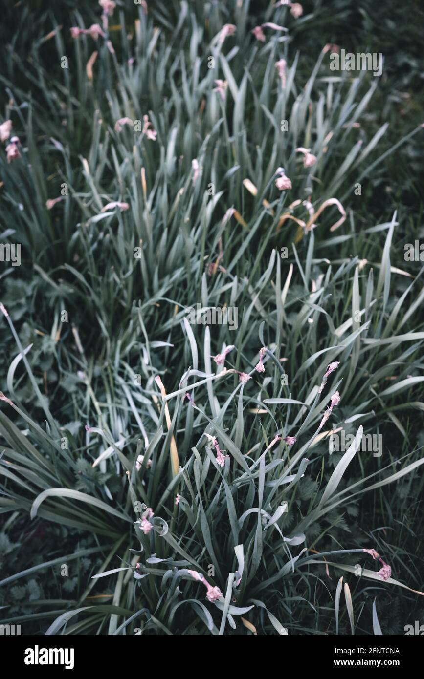 Colpo verticale di fiori morti e appassiti nel giardino Foto Stock