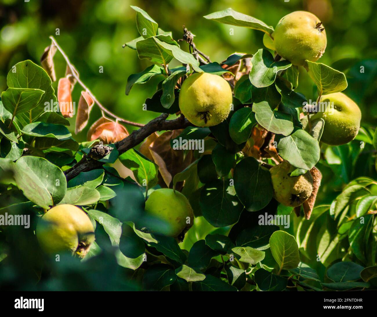 Frutti maturi di mela cotogna gialla. Mazzo di frutti di mele cotogne gialle che crescono sul cespuglio in campagna. Foto Stock