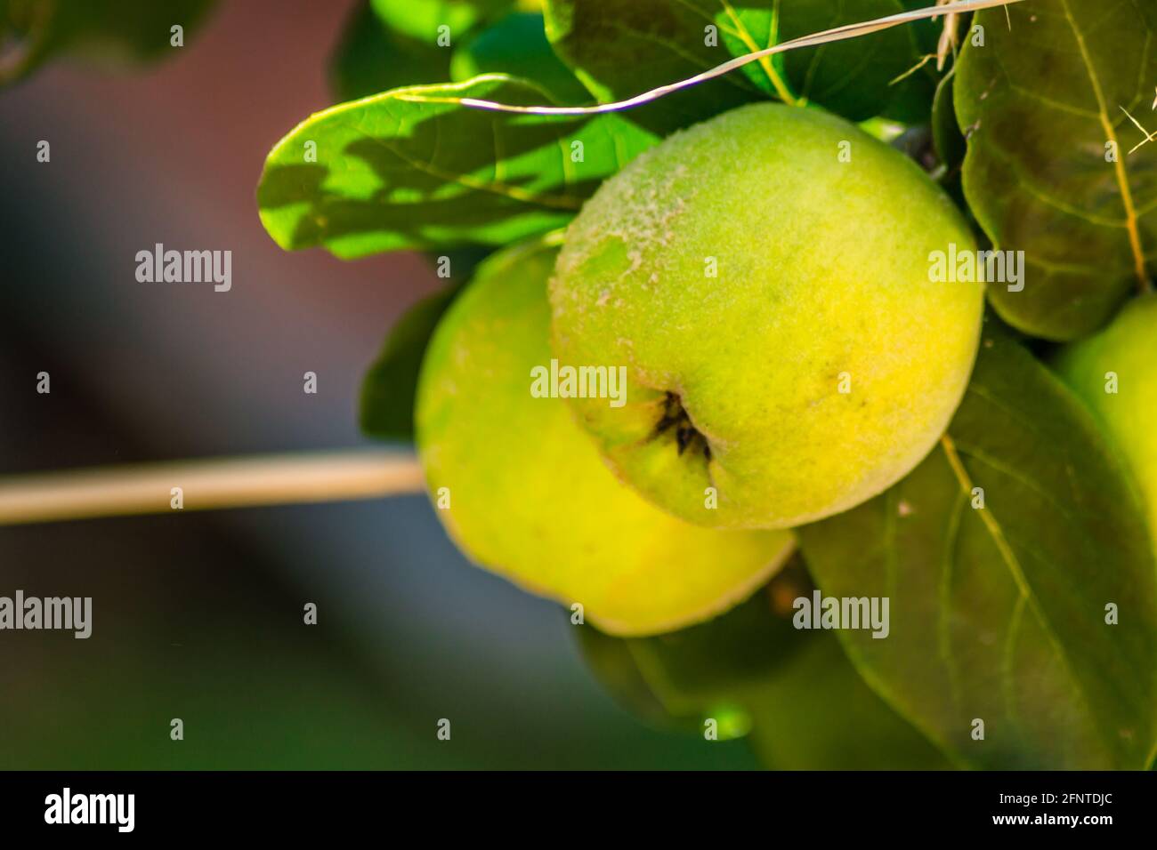 Frutti maturi di mela cotogna gialla. Mazzo di frutti di mele cotogne gialle che crescono sul cespuglio in campagna. Foto Stock