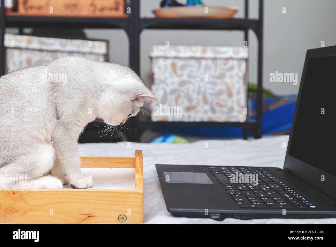 White British Cat guarda un portatile. Concetto per l'apprendimento online, il lavoro da casa, l'autoisolamento. Foto Stock