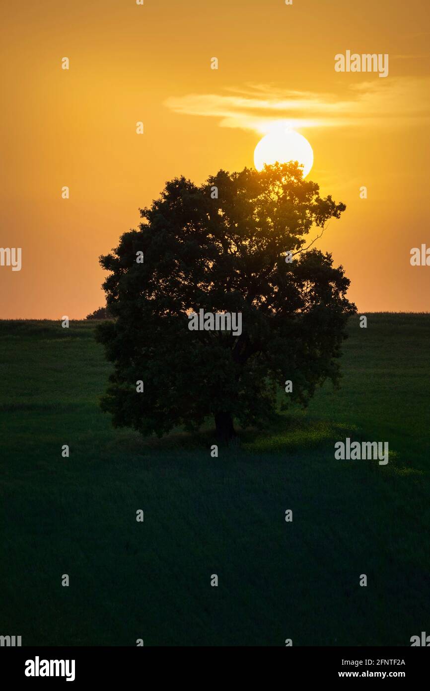 Quercia solitaria in piedi in un campo tra papaveri Foto Stock