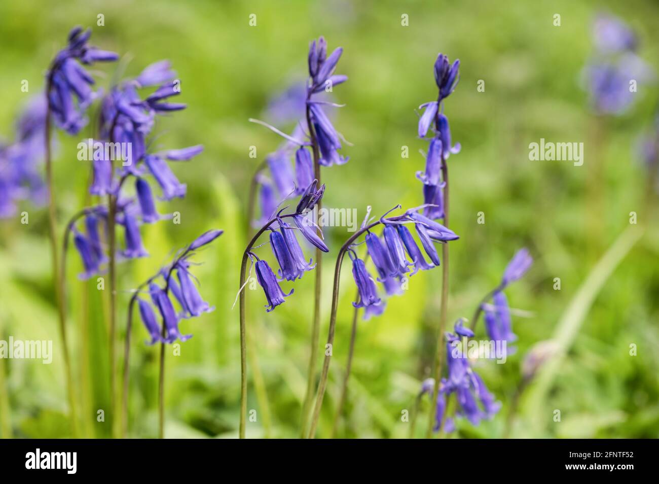 Fiori selvatici Bluebell che crescono all'inizio della primavera in Irlanda Foto Stock