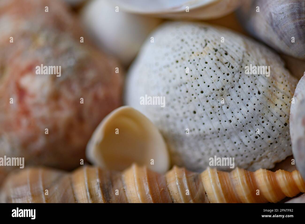 Conchiglie di varie forme e tipologie. Sfondo Foto Stock