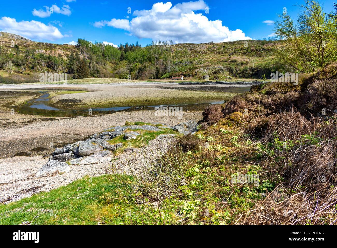 ISOLE DELLA BAIA DI SANDAIG E SPIAGGE GLENELG SCOZIA GUARDANDO VERSO PRINCIPALE SPIAGGIA CON PRIMULE PRIMULA VULGARIS CHE CRESCE SU UNA PICCOLA COLLINA Foto Stock